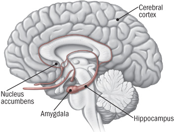 Diagram of brain highlighting components that comprise brain's reward center